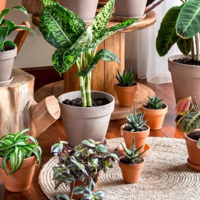 Can House Plants Help Reduce Indoor Heat?