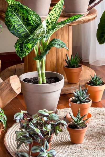 Can House Plants Help Reduce Indoor Heat?