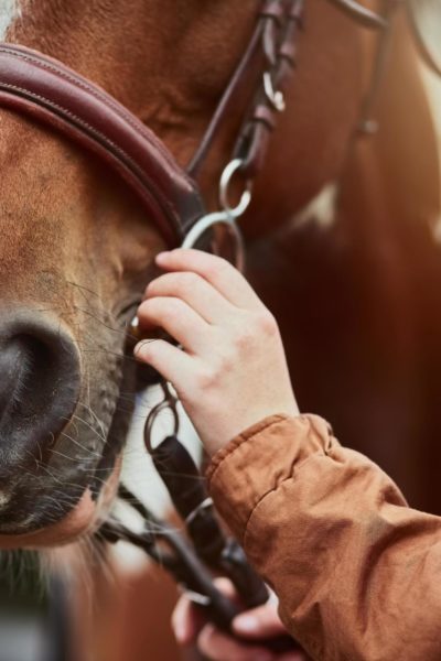 Horsejpg Beauty Army benefits of cbd oil for horses