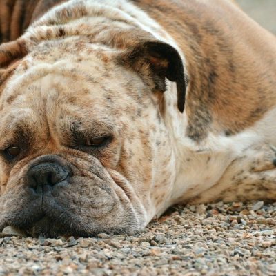 Dogs Hypertrophic Osteopathy: All About Bone Overgrowth