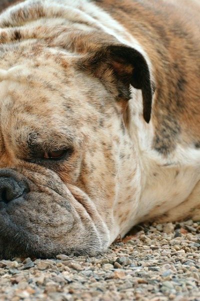 dogs hypertrophic osteopathy all about bone overgrowth