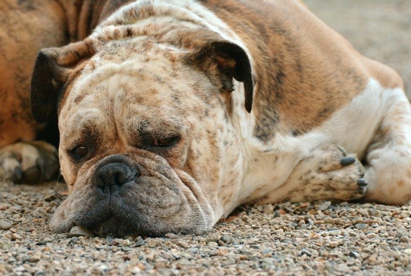 dogs hypertrophic osteopathy all about bone overgrowth