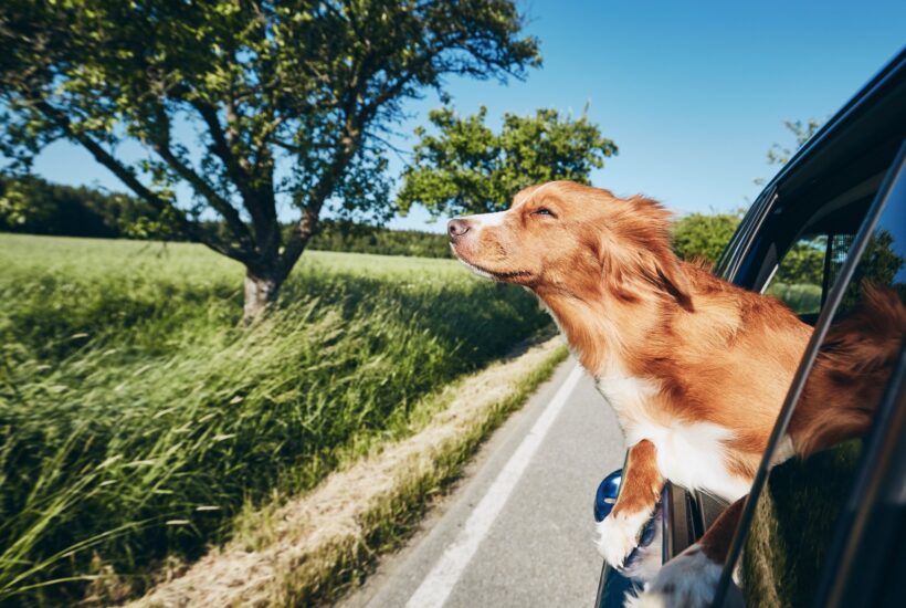 7 Ways to Enjoy Long Road Trips With Your Pup