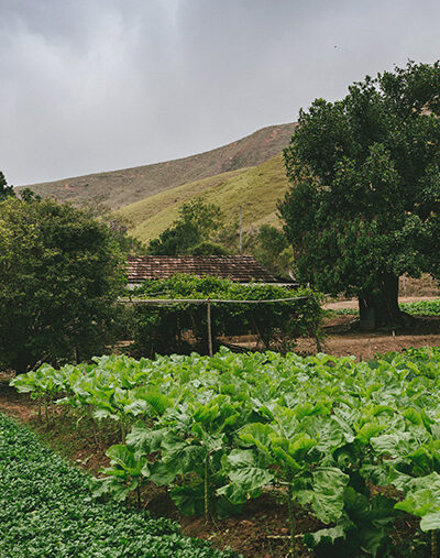 How Small-scale Farms Can Maximize Profits