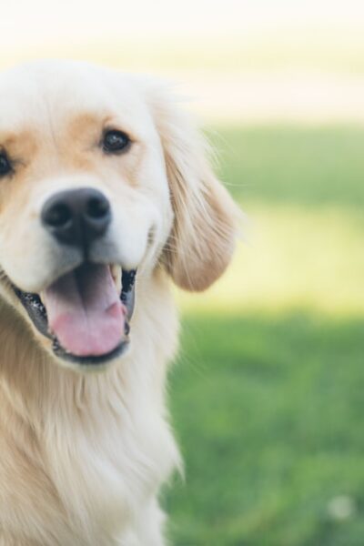 The Best Top-Rated Dog Products for Your Pooch in 2020