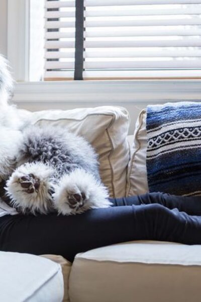 how to efficiently keep your pet friendly home beautiful