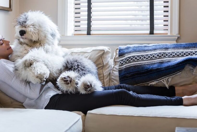 How to Efficiently Keep Your Pet-Friendly Home Beautiful