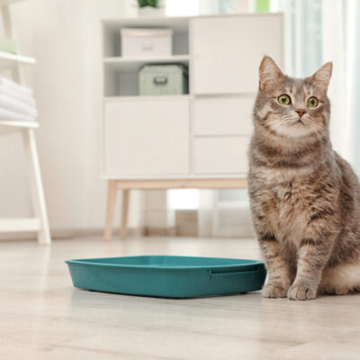 4 Ways to Stop Cat Litter From Smelling in Your House