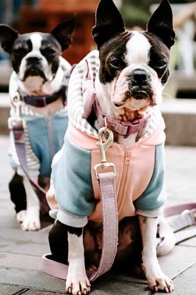 How to Measure Your Dog for Clothes