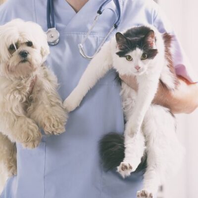 The Perfect Careers for Animal Lovers