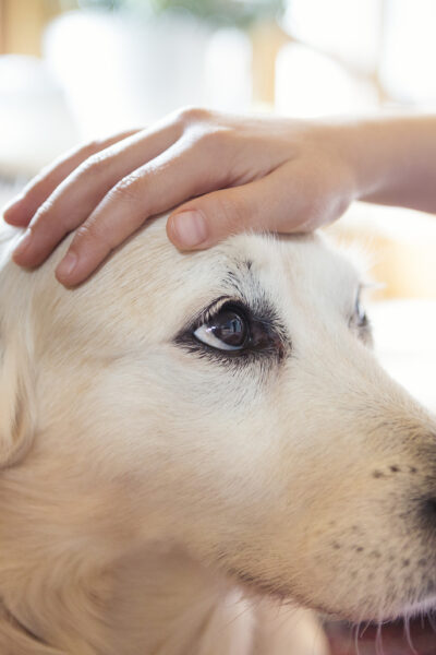 Worried About Your Pet?