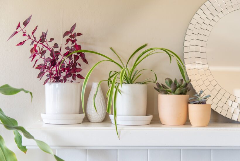 Increasehumidityforhouseplants19028016eadf73df8284421ca827c073d8a43fd2 Beauty Army renovating your home to make it more plant focused