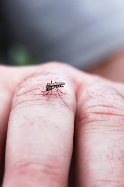 What Happens When You Have Dengue?