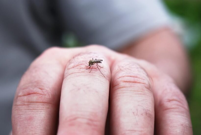 Mosquitoesspreaddenguefever Beauty Army what happens when you have dengue