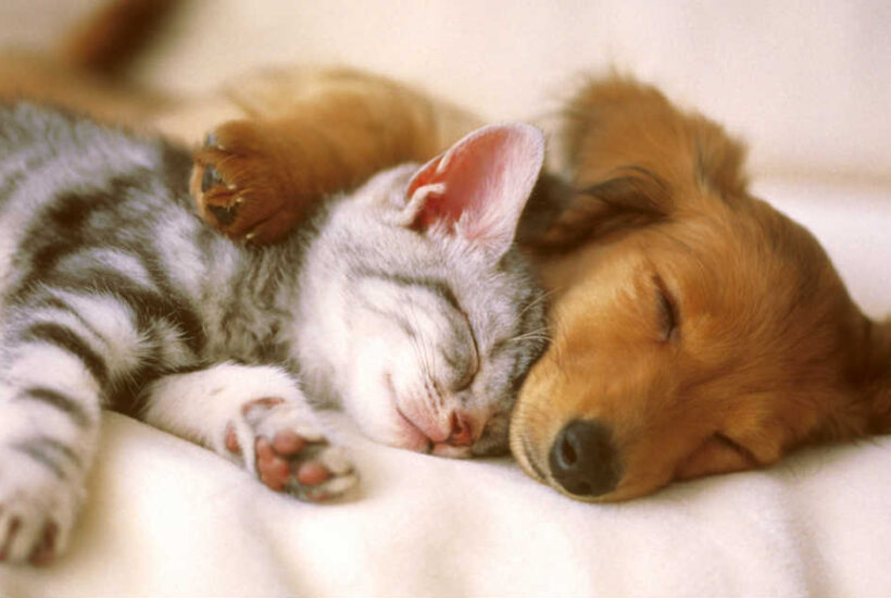 What to Know Before Getting a Pet