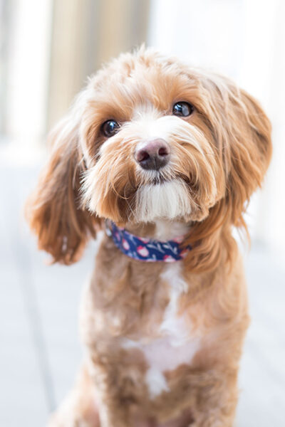 Common Challenges of New Dog Owners
