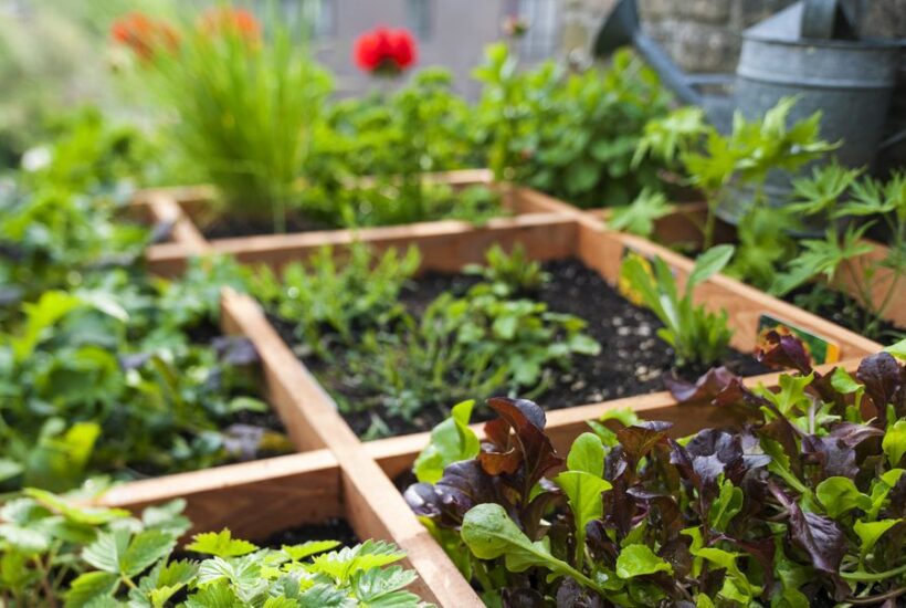 Tips for Creating a Healthy Backyard Ecosystem