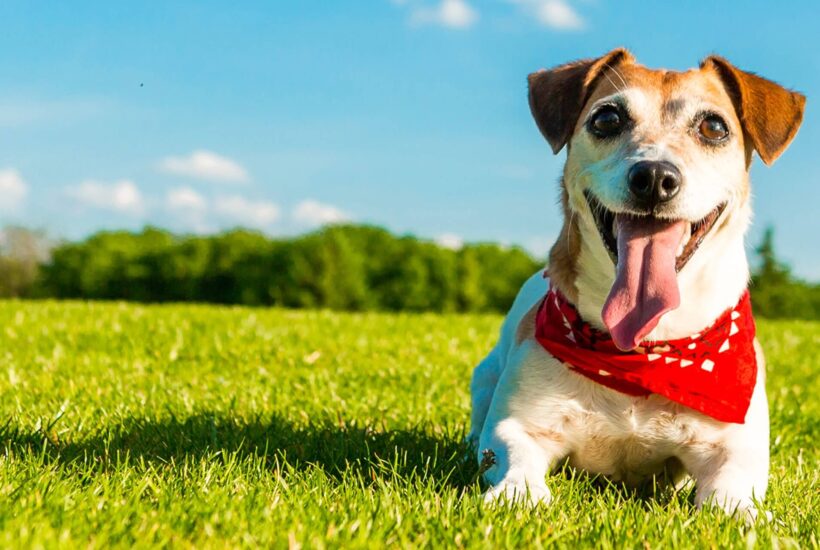 tips for a healthy and happy dog